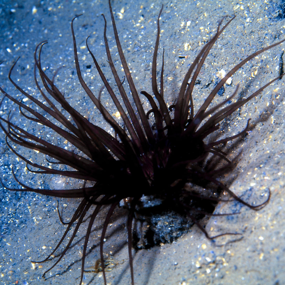 black lotus tube anemone
