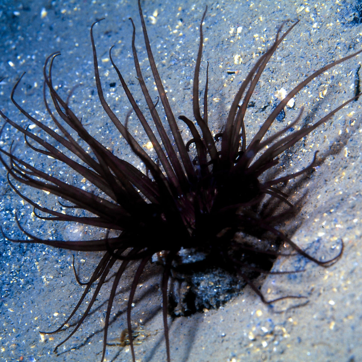 black lotus tube anemone