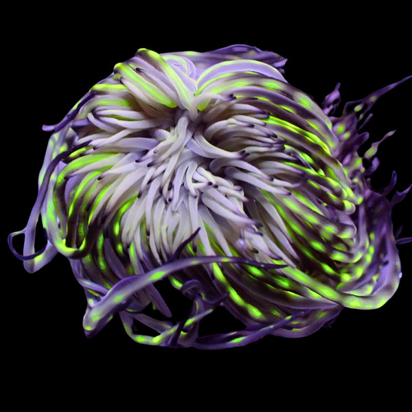 ♡ ☆こはく☆ 様 ♡ forestwave＋anemone Innocent STORM) Kohaku Oukawa | The English Ensemble Stars
