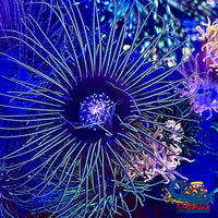 Green Laser Pink Mouth Tube Anemone Tubeanemone