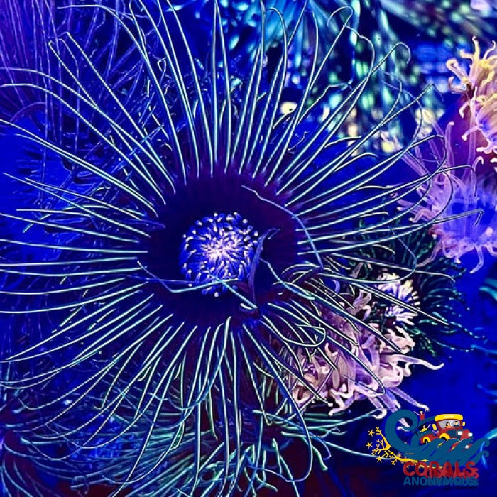 Green Laser Pink Mouth Tube Anemone Tubeanemone
