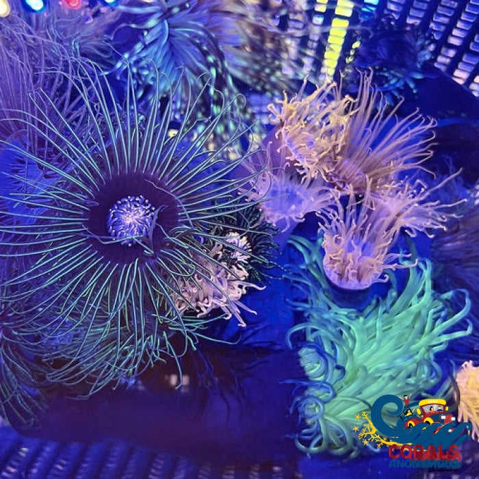 Green Laser Pink Mouth Tube Anemone