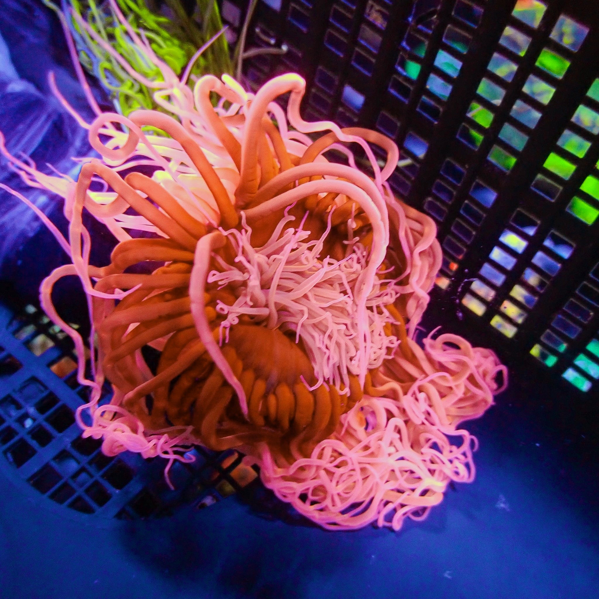 Neon Sherbet Pink Tube Anemone