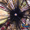 Black Longspine Sea Urchin (Diadema) Urchin