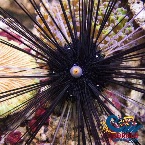 Black Longspine Sea Urchin (Algae Eater) | Corals Anonymous