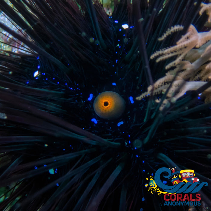 Black Longspine Sea Urchin (Algae Eater) | Corals Anonymous