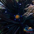 Black Longspine Sea Urchin (Diadema) Urchin