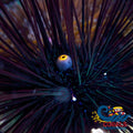 Black Longspine Sea Urchin (Diadema) Urchin
