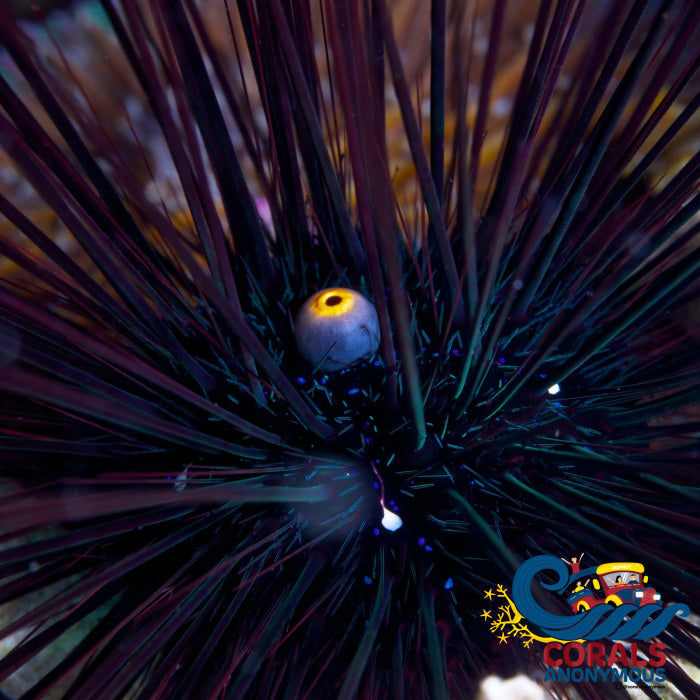 Black Longspine Sea Urchin (Diadema) Urchin
