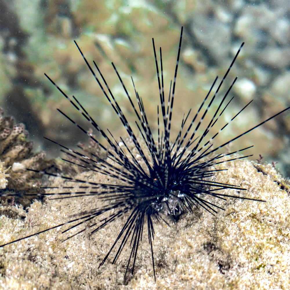 Black Longspine Sea Urchin (Diadema) - Corals Anonymous