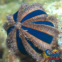 Blue Tuxedo Globe Gazer Urchin Urchin
