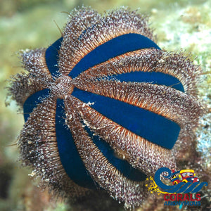 Royal Tuxedo Urchin
