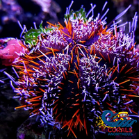 Halloween Urchin Urchin