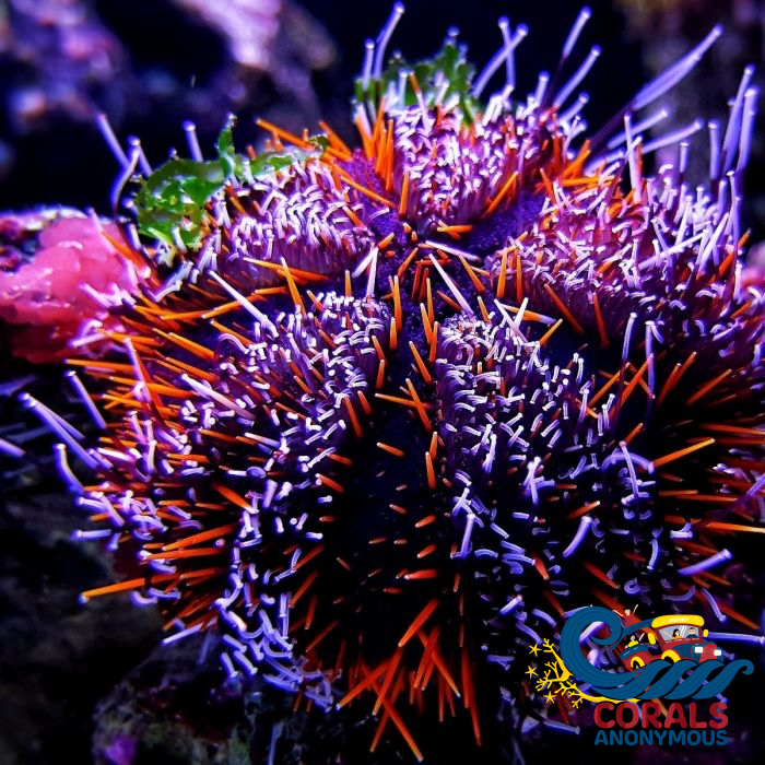Halloween Urchin Urchin