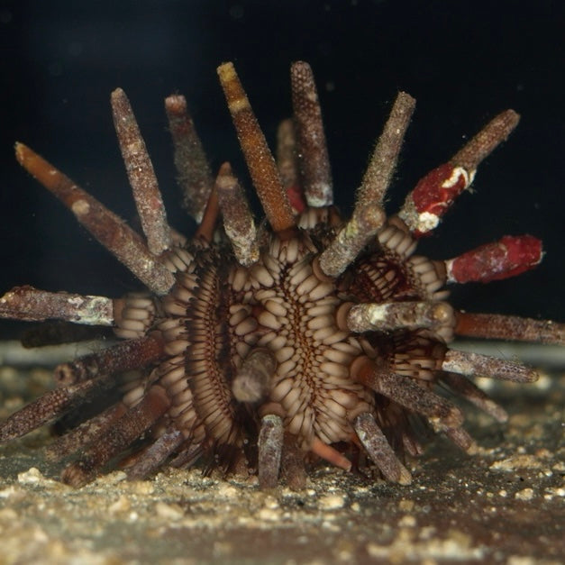 Pencil Sea Urchin - Corals Anonymous