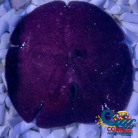 Sand Dollar (Large 4-6) Urchin
