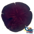 Sand Dollar (Large 4-6) Urchin