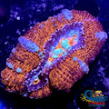 Red Rainbow Crystal Wilsoni Wilsoni