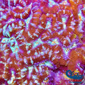Red Rainbow Crystal Wilsoni Wilsoni