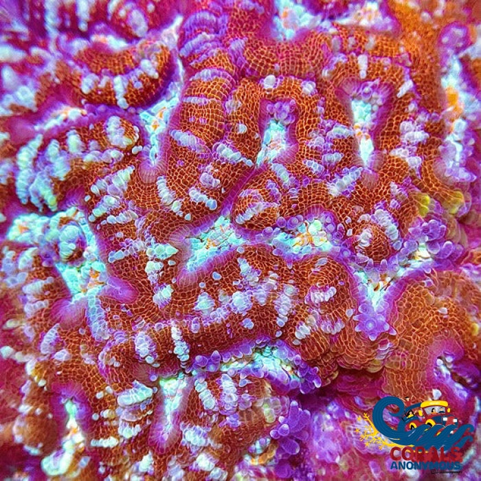 Red Rainbow Crystal Wilsoni Wilsoni