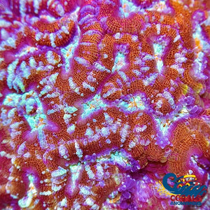 Red Rainbow Crystal Wilsoni Wilsoni