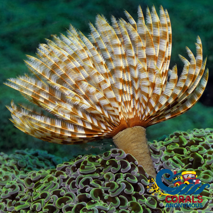 Giant Stripe Feather Duster Fan Worm Worm