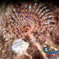 Giant Cinnabon Feather Duster Fan Worm (3-4) Worm