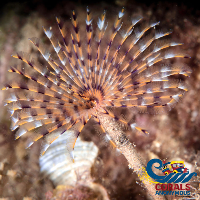 Giant Cinnabon Feather Duster Fan Worm (3-4) Worm