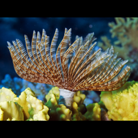 Giant Cinnabon Feather Duster Fan Worm (3-4) Worm