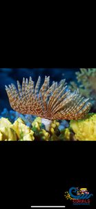 Giant Cinnabon Feather Duster Fan Worm (3-4) Worm
