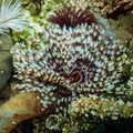 Giant Cinnabon Feather Duster Fan Worm (3-4