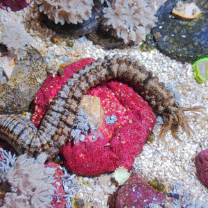 Medusa Worm