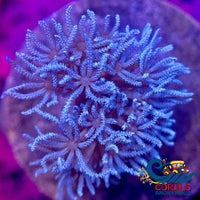 Ca Blue Silver Pulsing Xenia

