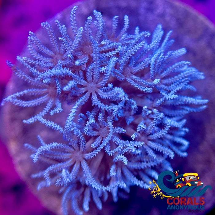 Ca Blue Silver Pulsing Xenia