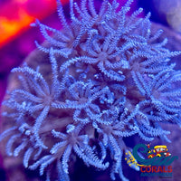 Ca Blue Silver Pulsing Xenia 2
