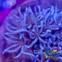 Ca Blue Silver Pulsing Xenia 3
