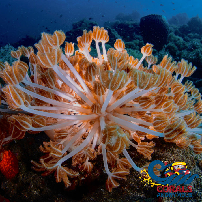 CA Chocolate Cherry Pulsing Xenia | Corals Anonymous