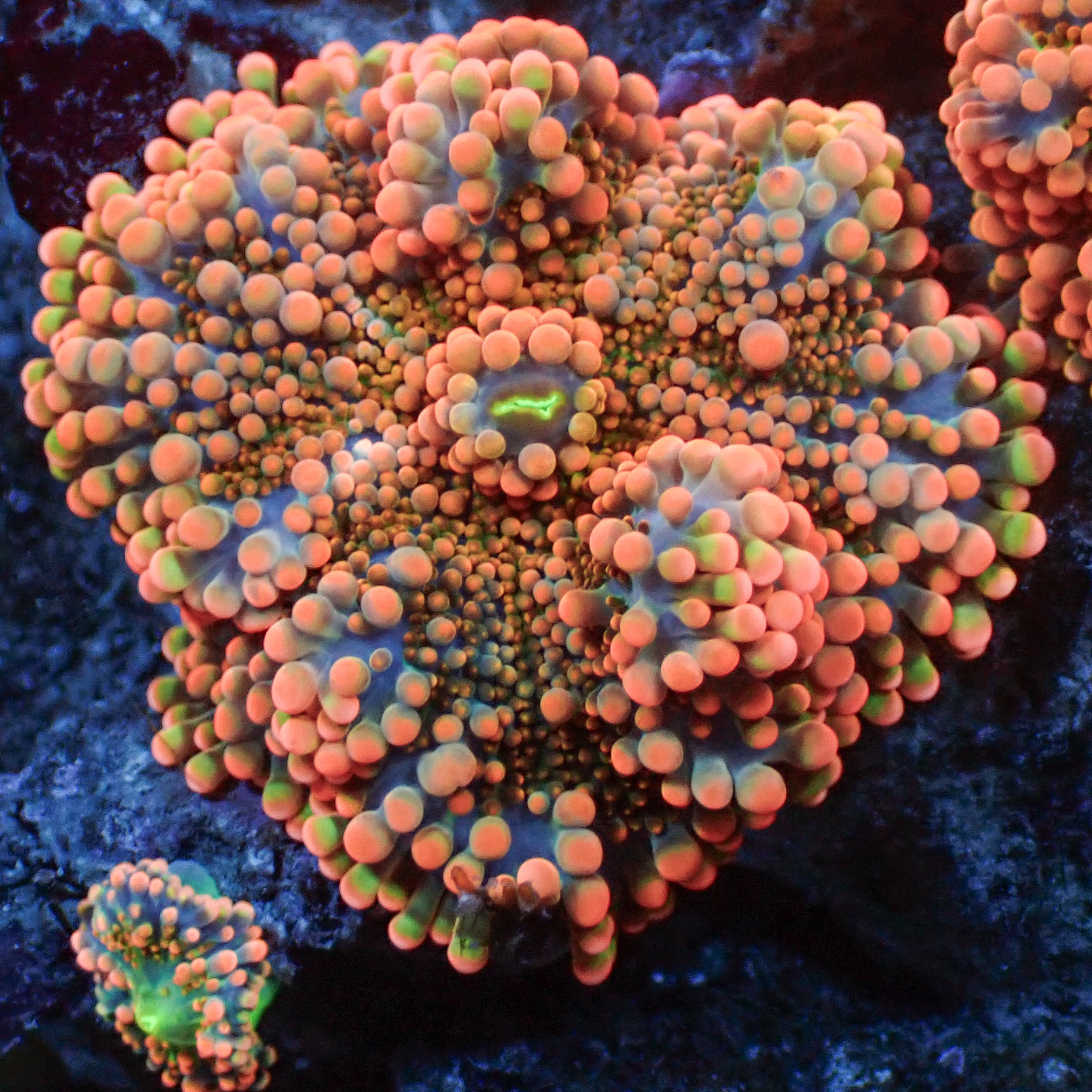 Blood Orange Yuma Mushroom | Corals Anonymous