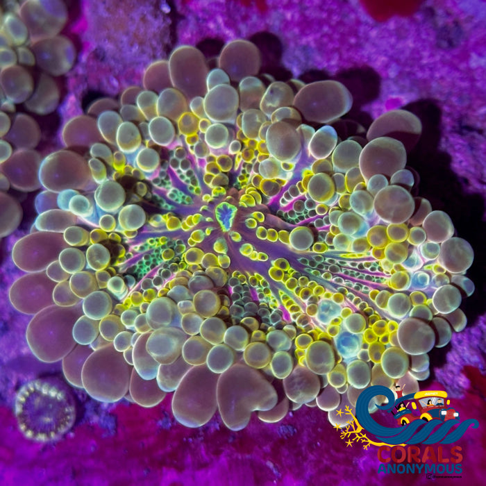 Chaotic Gold Rainbow Yuma Mushroom | Corals Anonymous