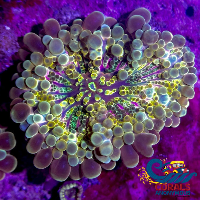 Chaotic Gold Rainbow Yuma Mushroom | Corals Anonymous