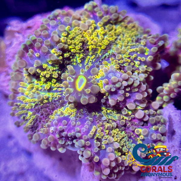 Chaotic Gold Rainbow Yuma Mushroom
