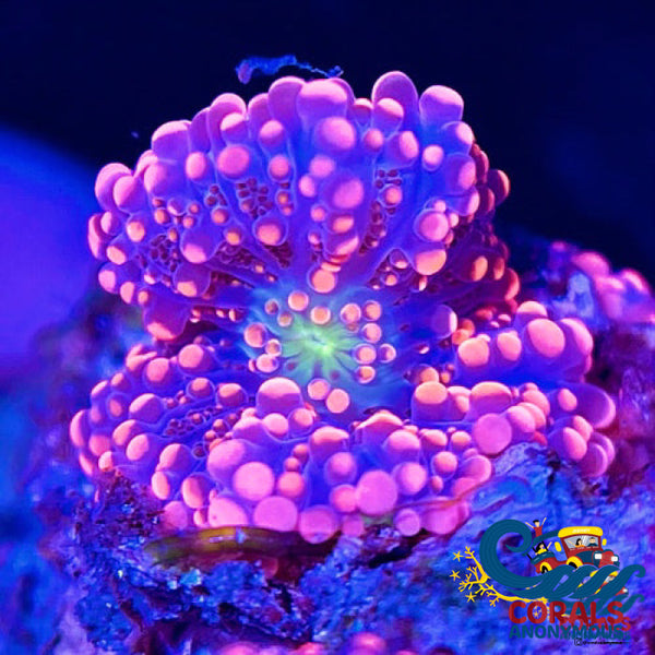 Hot Pink Ricordea Yuma | Corals Anonymous