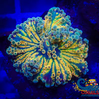 Indo Ultra Rainbow Yuma Mushroom Yuma