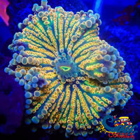 Indo Ultra Rainbow Yuma Mushroom Yuma