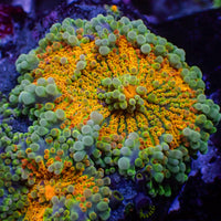Kiwi Sunrise Yuma Mushroom - Corals Anonymous
