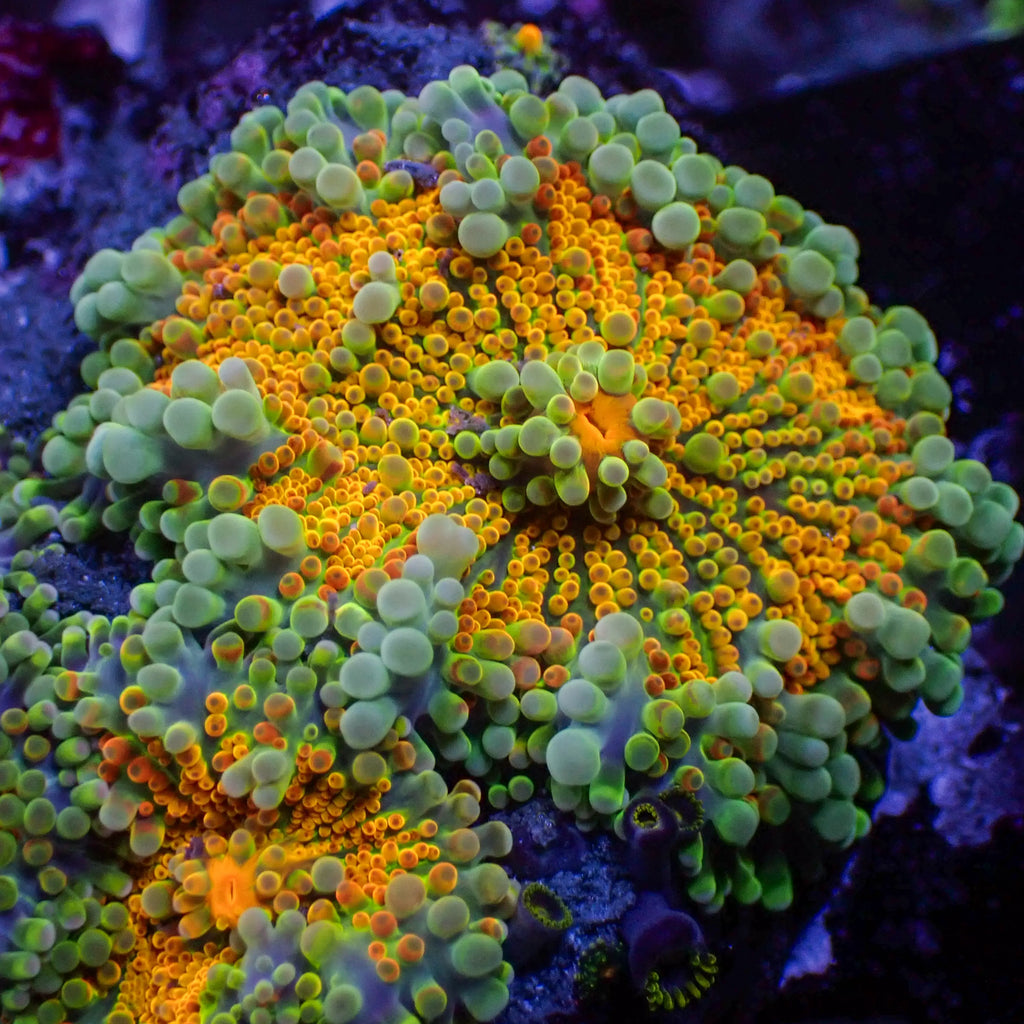 Kiwi Sunrise Yuma Mushroom - Corals Anonymous