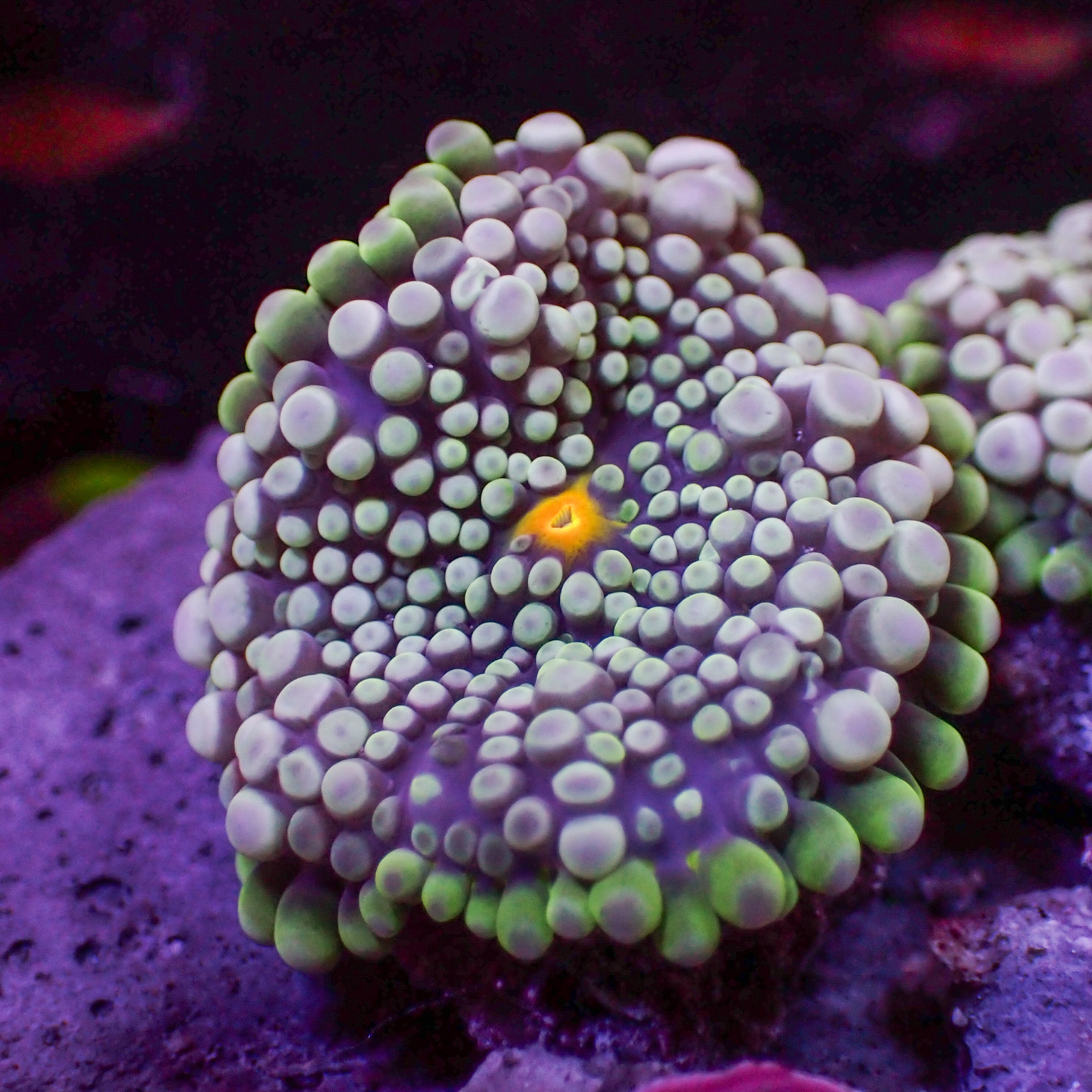 corals-anonymous-yuma-default-