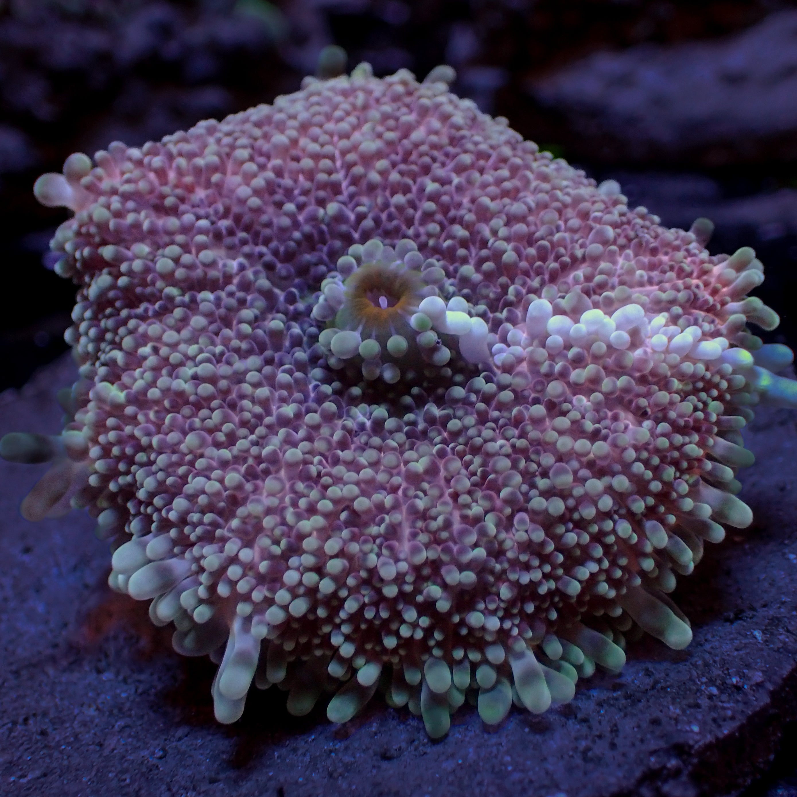 Pastel Purple Bounce Yuma Mushroom (1-2
