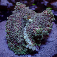 Pastel Purple Bounce Yuma Mushroom (1-2")
