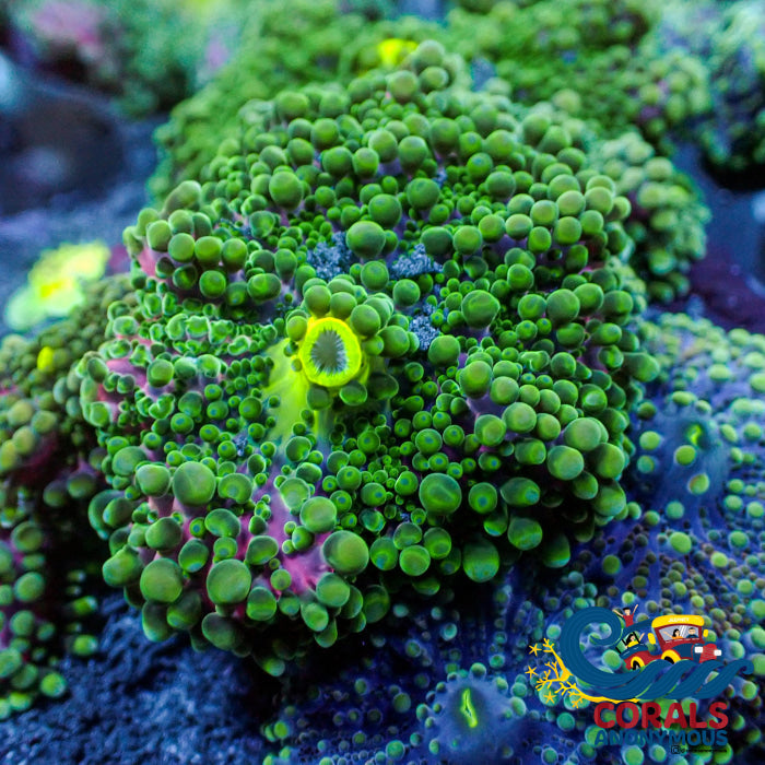 Purple Green Yuma Mushroom
